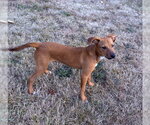 Small #2 Rat Terrier Mix