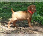Small #2 Vizsla