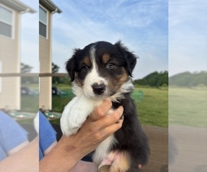 Medium Australian Shepherd