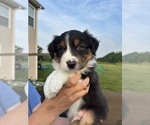 Puppy Flint Australian Shepherd