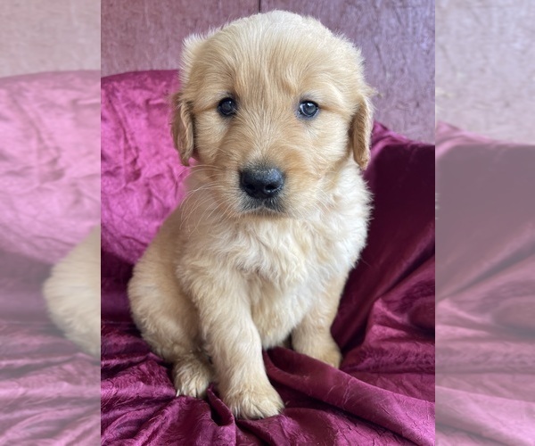 Medium Photo #6 Golden Retriever Puppy For Sale in WESTMINSTER, SC, USA