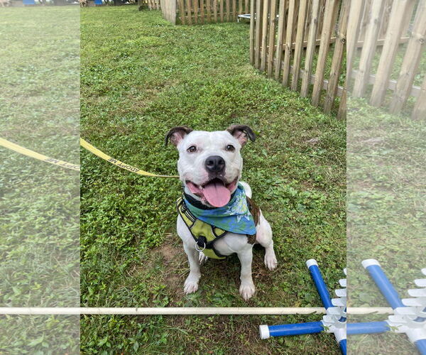 Medium Photo #6 American Pit Bull Terrier-Unknown Mix Puppy For Sale in Derwood, MD, USA