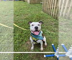 Small #5 American Pit Bull Terrier Mix