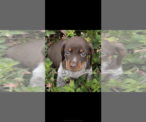 Dachshund Puppy for sale in NILES, MI, USA