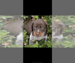 Image preview for Ad Listing. Nickname: AKC Daisy