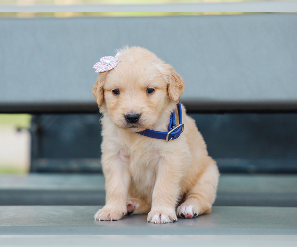 Medium Photo #1 Golden Retriever Puppy For Sale in LIBERTY, KY, USA