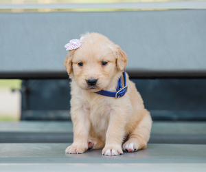 Golden Retriever Puppy for sale in LIBERTY, KY, USA
