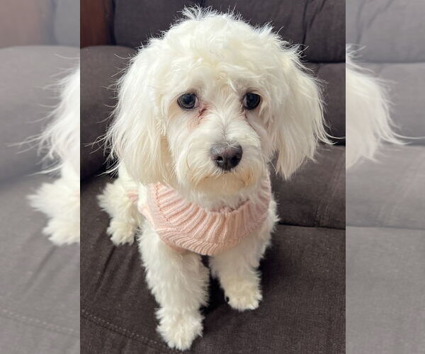 Medium Photo #3 Maltese-Unknown Mix Puppy For Sale in Mundelein, IL, USA