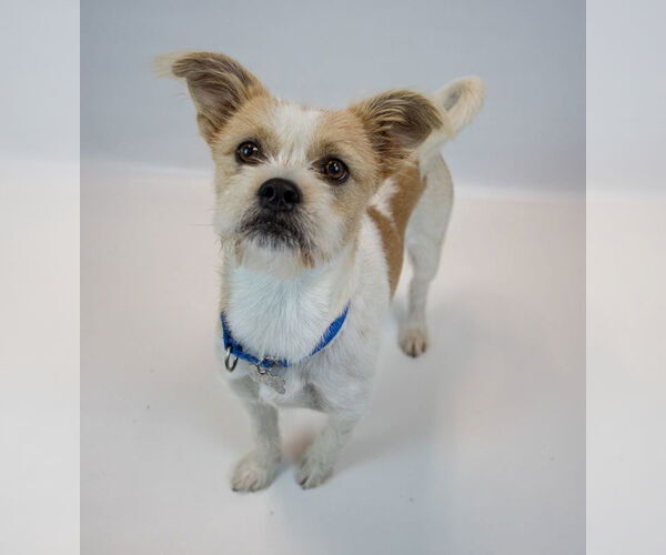 Medium Photo #3 Mutt Puppy For Sale in Kennesaw, GA, USA