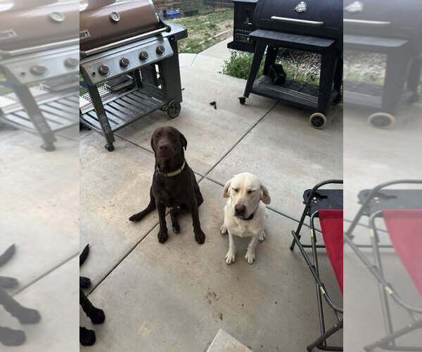 Medium Photo #7 Labrador Retriever Puppy For Sale in GILLETTE, WY, USA