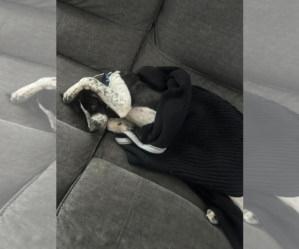 Medium Photo #2 Labrador Retriever-Unknown Mix Puppy For Sale in Plainfield, IL, USA