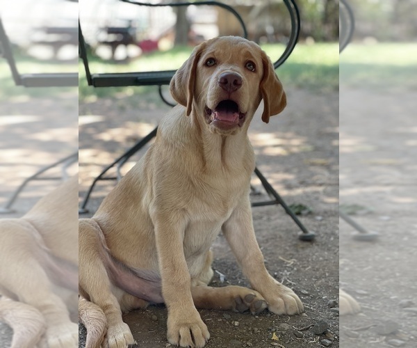 Medium Photo #5 Labrador Retriever Puppy For Sale in BROWNS VALLEY, CA, USA