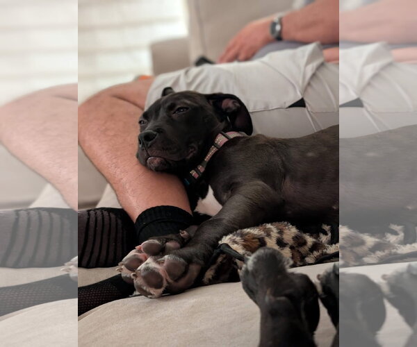 Medium Photo #4 American Pit Bull Terrier-Unknown Mix Puppy For Sale in Germantown, OH, USA