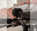 Small Photo #4 American Pit Bull Terrier-Unknown Mix Puppy For Sale in Germantown, OH, USA