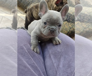 French Bulldog Puppy for sale in MIDLOTHIAN, VA, USA