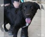 Small #2 Retriever  Mix