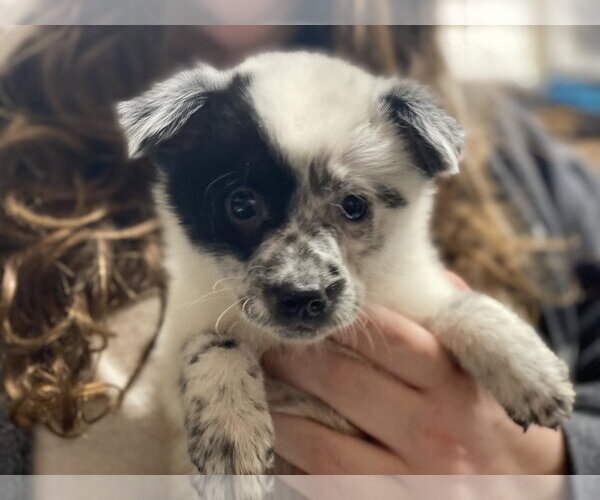 Medium Photo #1 Poodle (Miniature) Puppy For Sale in Lewistown, PA, USA