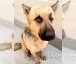 Small #1 German Shepherd Dog