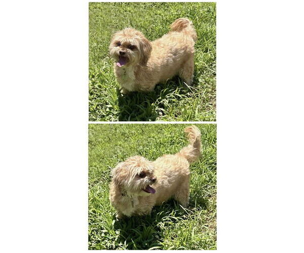 Medium Photo #1 Shih Tzu-Unknown Mix Puppy For Sale in Roaring River, NC, USA