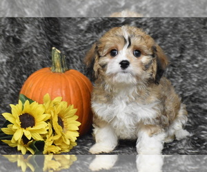 Cavachon Puppy for sale in ELDORADO, OH, USA