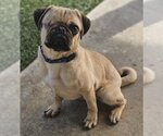 Small Photo #2 Pug Puppy For Sale in Lake elsinore, CA, USA