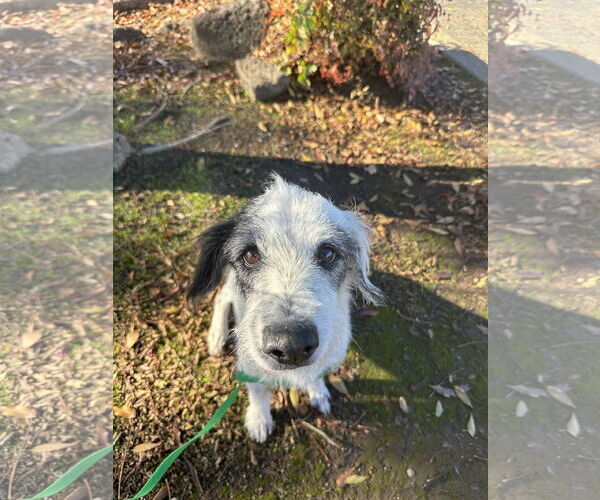 Medium Photo #2 Mutt Puppy For Sale in Chico, CA, USA