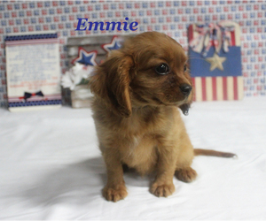 Cavalier King Charles Spaniel Puppy for sale in CHANUTE, KS, USA