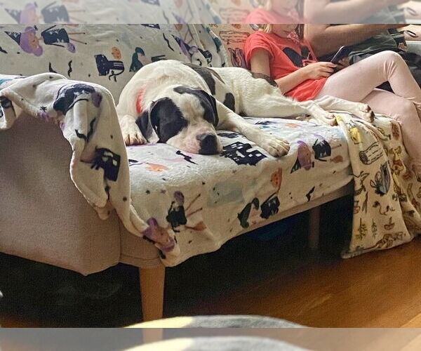 Medium Photo #4 American Staffordshire Terrier-Bulldog Mix Puppy For Sale in Brewster, NY, USA