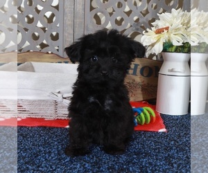 YorkiePoo Puppy for sale in MOUNT VERNON, OH, USA