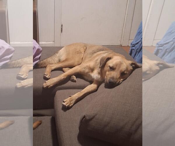 Medium Photo #3 Shepradors Puppy For Sale in Rancho Cordova, CA, USA