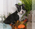 Small Photo #1 Boston Terrier Puppy For Sale in PENNS CREEK, PA, USA