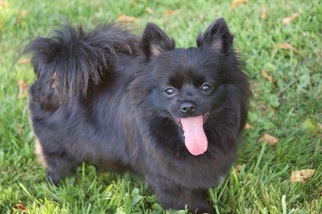 Mother of the Pomeranian puppies born on 07/21/2017