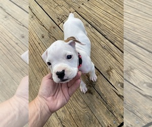 Boxer Puppy for sale in STANLEY, VA, USA