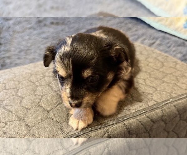 Medium Photo #1 Chihuahua Puppy For Sale in ELK POINT, SD, USA