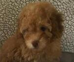 Small Photo #4 Poodle (Toy) Puppy For Sale in BLOUNTVILLE, TN, USA