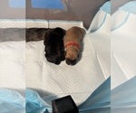 Small Photo #28 Cane Corso Puppy For Sale in CASTRO VALLEY, CA, USA
