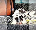 Small Photo #12 Great Dane Puppy For Sale in TUSCUMBIA, AL, USA