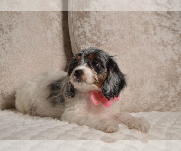 Medium Photo #26 Cavapoo Puppy For Sale in CHRISTIANA, PA, USA