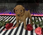Small #1 Poodle (Standard)