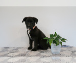 Small Photo #40 Bernedoodle-Labrador Retriever Mix Puppy For Sale in REED CITY, MI, USA