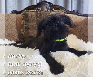 Bernese Mountain Dog Puppy for sale in TEMPE, AZ, USA