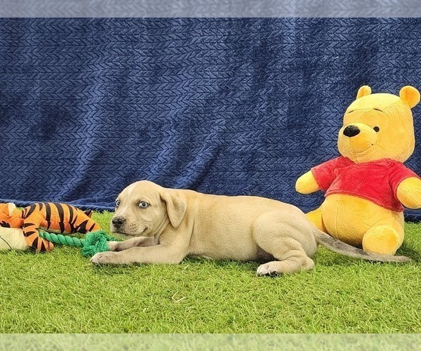 Medium Photo #5 Catahoula Leopard Dog Puppy For Sale in CUMBY, TX, USA