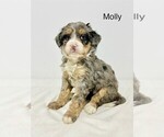 Image preview for Ad Listing. Nickname: Molly
