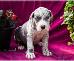 Small #4 Great Dane