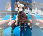 Small #1 Mutt
