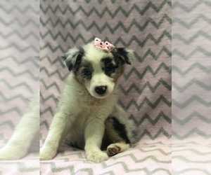 Australian Shepherd Puppy for sale in LAKELAND, FL, USA