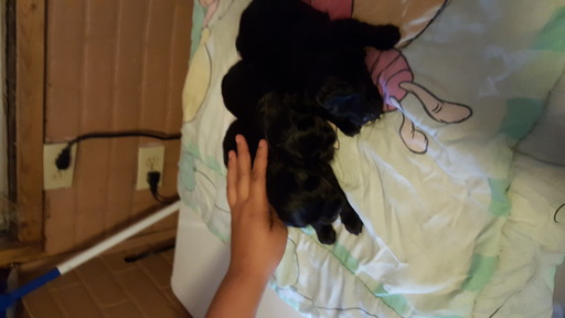 Medium Photo #1 ShihPoo Puppy For Sale in LIMA, OH, USA