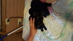 Small Photo #1 ShihPoo Puppy For Sale in LIMA, OH, USA