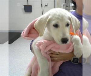 Labrador Retriever-Unknown Mix Dogs for adoption in Pasadena, TX, USA