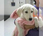 Small Labrador Retriever Mix